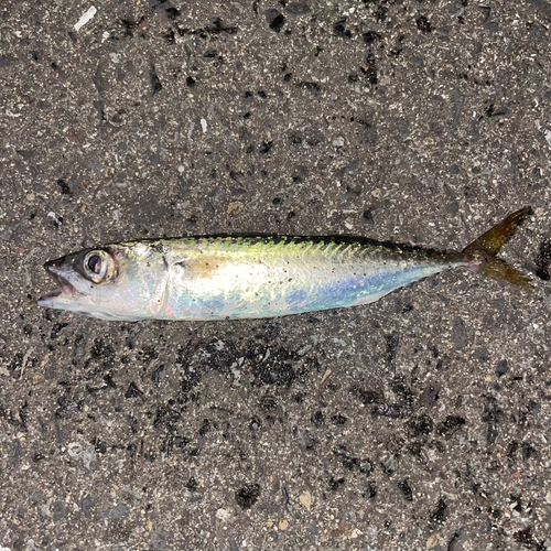 サバの釣果