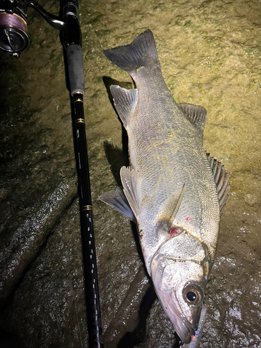 セイゴ（ヒラスズキ）の釣果