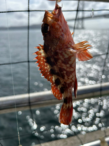 タチウオの釣果