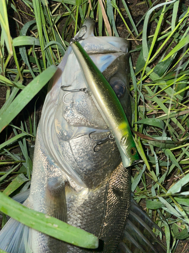 シーバスの釣果