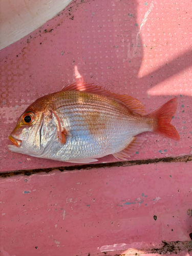 レンコダイの釣果