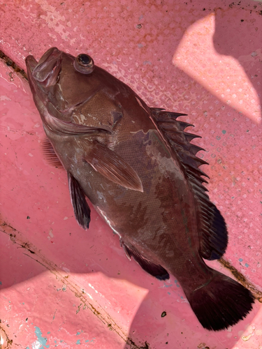 マハタの釣果