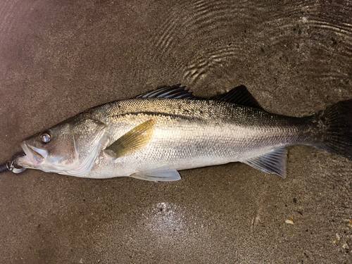 スズキの釣果