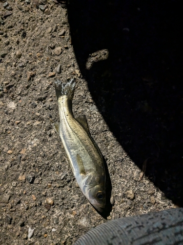 セイゴ（マルスズキ）の釣果