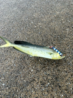 シイラの釣果