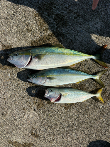 フクラギの釣果