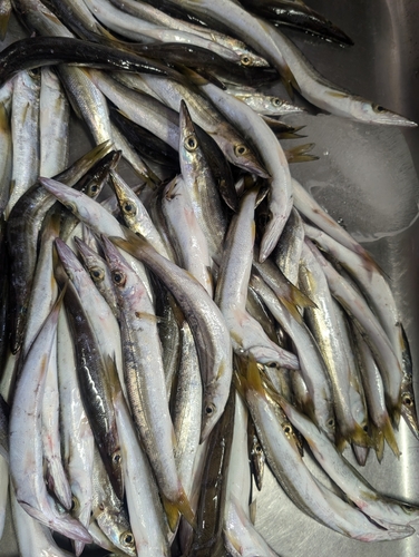 カマスの釣果