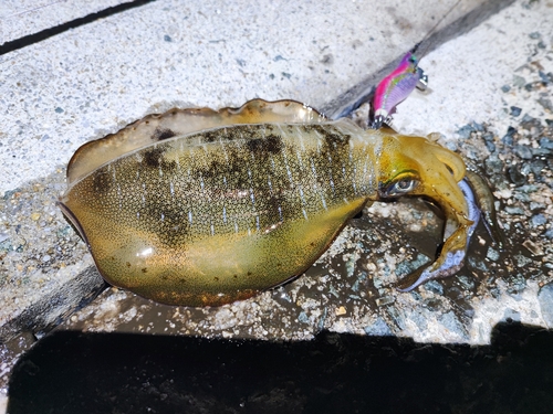 アオリイカの釣果