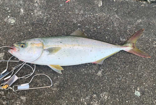 ワカシの釣果