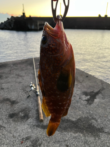 キジハタの釣果