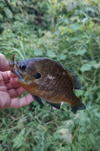 ブルーギルの釣果