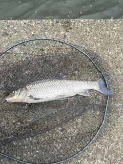 ニゴイの釣果