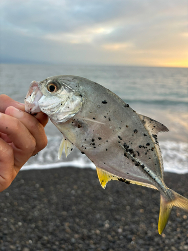 メッキの釣果