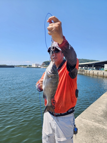 ハゼの釣果