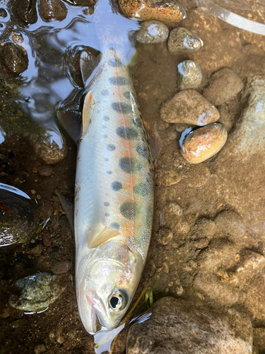 ヤマメの釣果