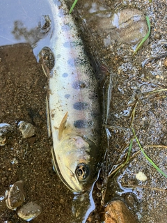 ヤマメの釣果