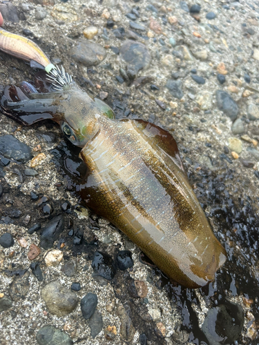 アオリイカの釣果