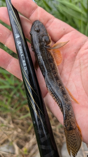 マハゼの釣果