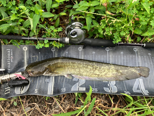 ナマズの釣果