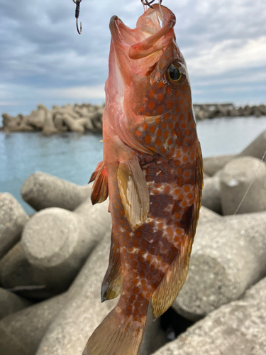 キジハタの釣果