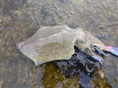 モンゴウイカの釣果