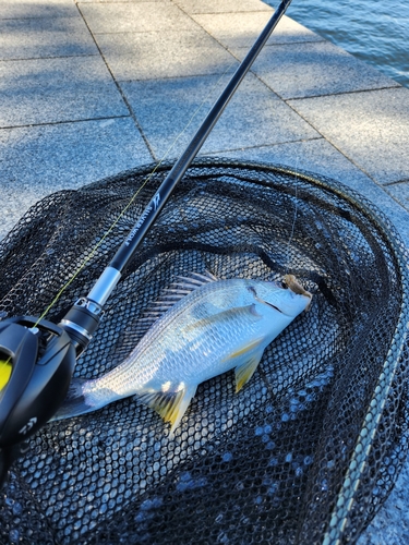 キビレの釣果