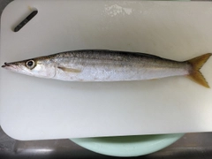 カマスの釣果