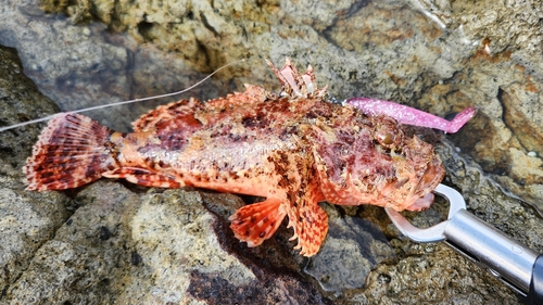 オニカサゴの釣果