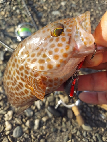 オオモンハタの釣果