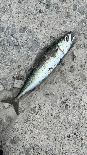 サバの釣果