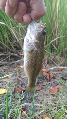 ラージマウスバスの釣果