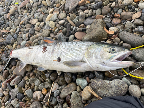 アキアジの釣果