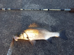 ヒラスズキの釣果