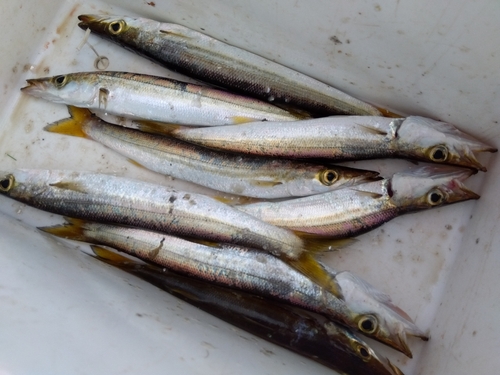 カマスの釣果