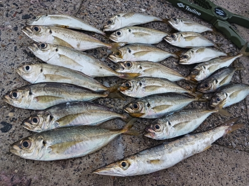 マアジの釣果