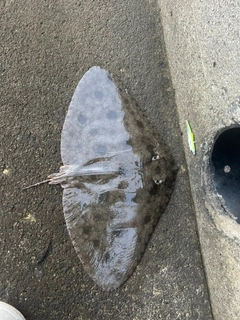 ツバクロエイの釣果