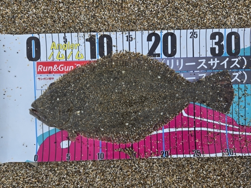 ソゲの釣果