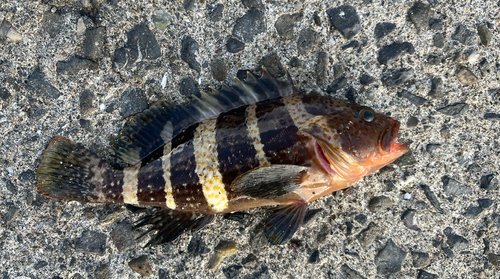 マハタの釣果