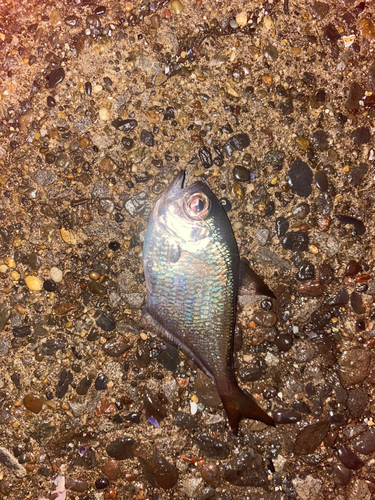 ミナミハタンポの釣果