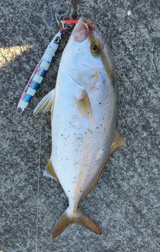 ショゴの釣果