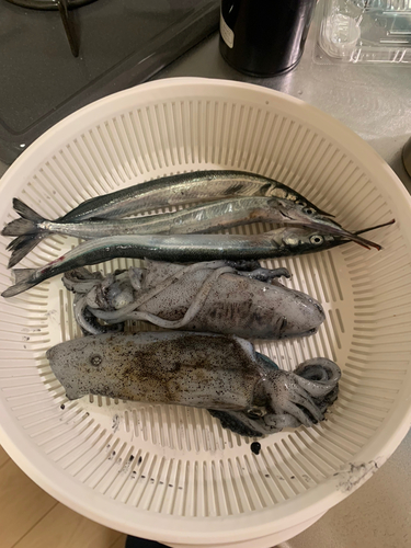 サヨリの釣果