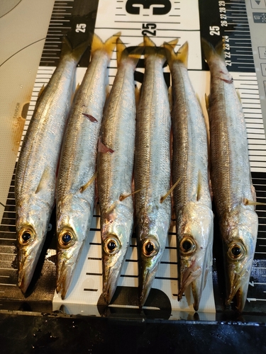 カマスの釣果