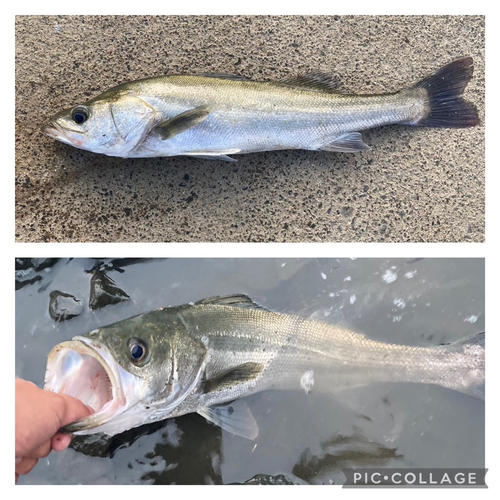 シーバスの釣果