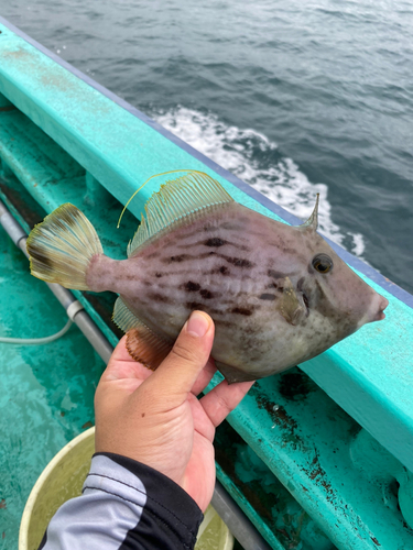 カワハギの釣果