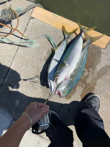 イナダの釣果