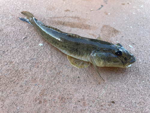 ハゼの釣果