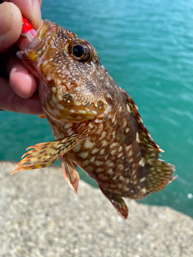 カサゴの釣果