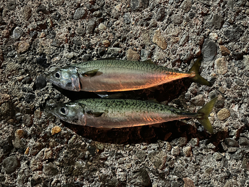 マサバの釣果