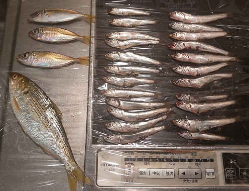 コノシロの釣果