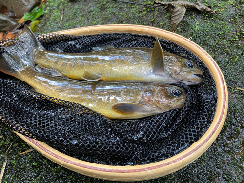 イワナの釣果